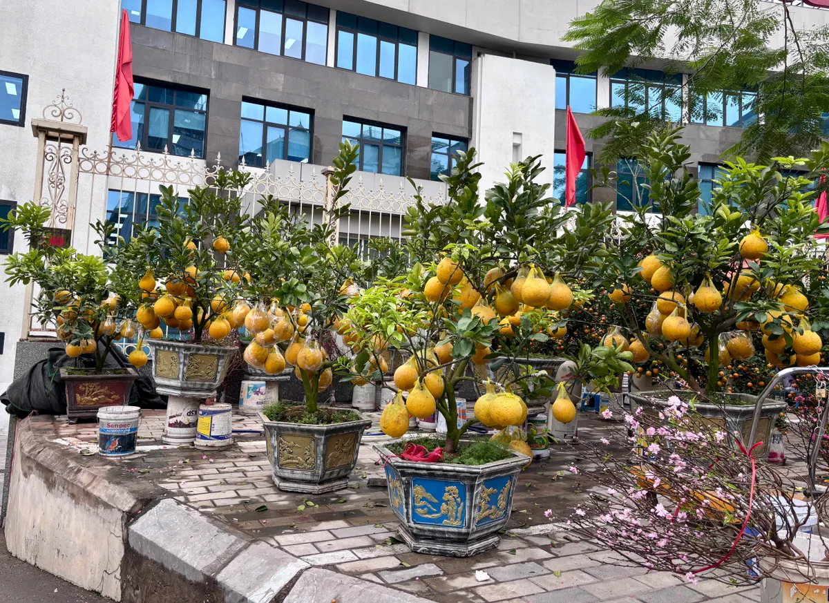 Đ&agrave;o, quất kh&ocirc;ng c&ograve;n cảnh &ldquo;h&eacute;t gi&aacute;&rdquo;, nhiều tiểu thương đồng loạt xả h&agrave;ng sớm- Ảnh 13.