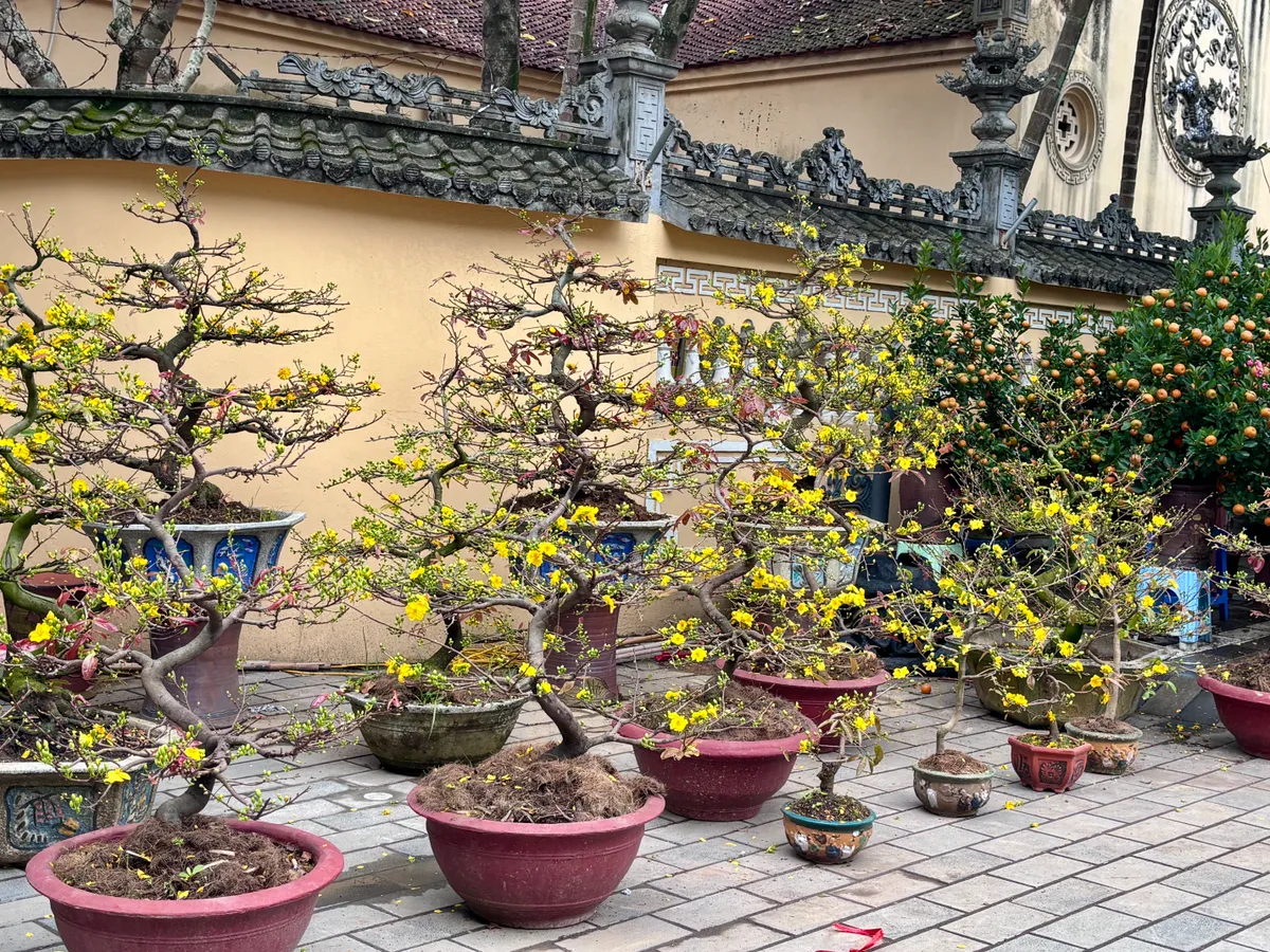 Đ&agrave;o, quất kh&ocirc;ng c&ograve;n cảnh &ldquo;h&eacute;t gi&aacute;&rdquo;, nhiều tiểu thương đồng loạt xả h&agrave;ng sớm- Ảnh 12.