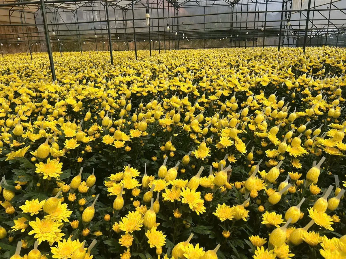 L&agrave;ng hoa v&ugrave;ng lũ đ&oacute;n năm mới - Ảnh 9.