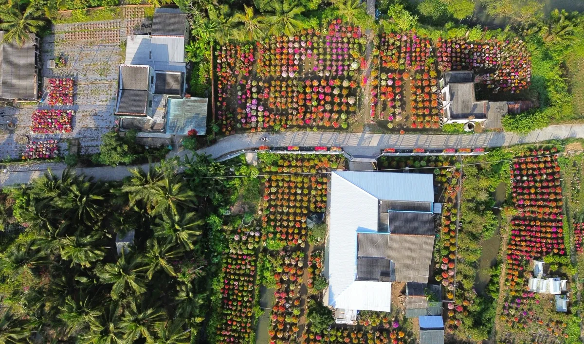 Sắc xuân rực rỡ khắp ba miền: Hội hoa, làng nghề, mai vàng vào mùa cao điểm - Ảnh 2.