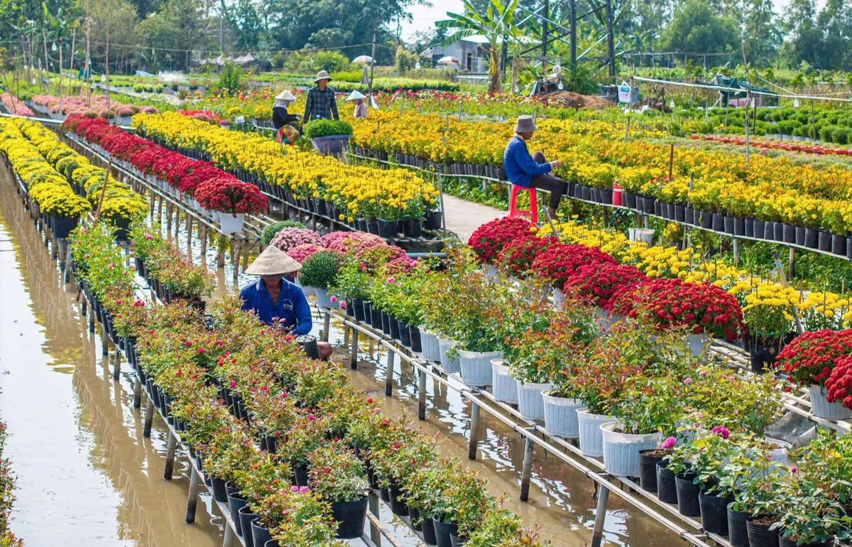 Sắc Tết từ l&agrave;ng hoa Sa Đ&eacute;c - Ảnh 2.