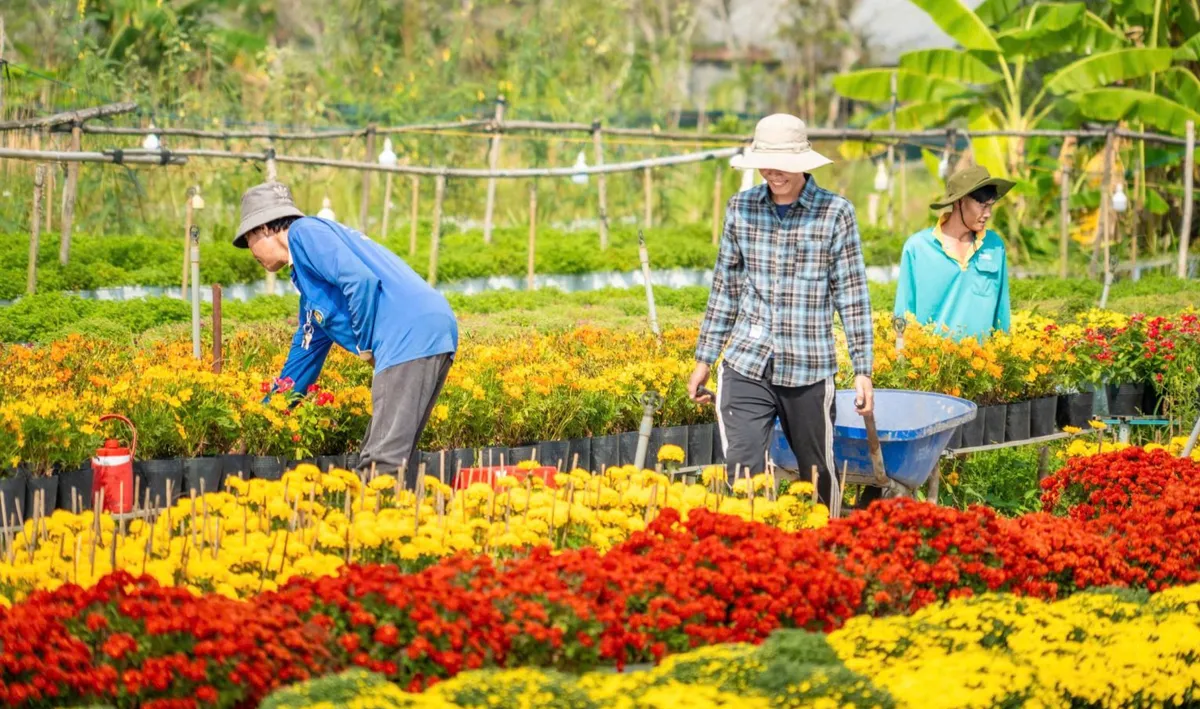 Sắc Tết từ l&agrave;ng hoa Sa Đ&eacute;c - Ảnh 1.