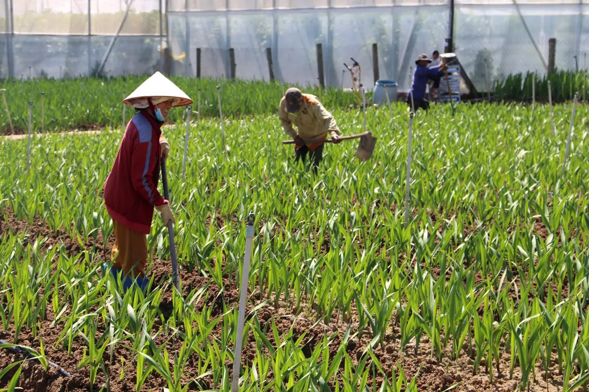 L&agrave;ng hoa v&ugrave;ng lũ đ&oacute;n năm mới - Ảnh 10.