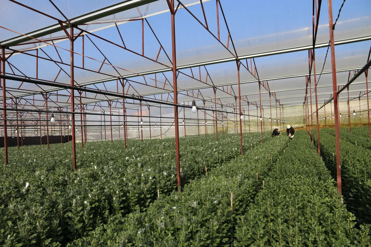 L&agrave;ng hoa v&ugrave;ng lũ đ&oacute;n năm mới - Ảnh 7.