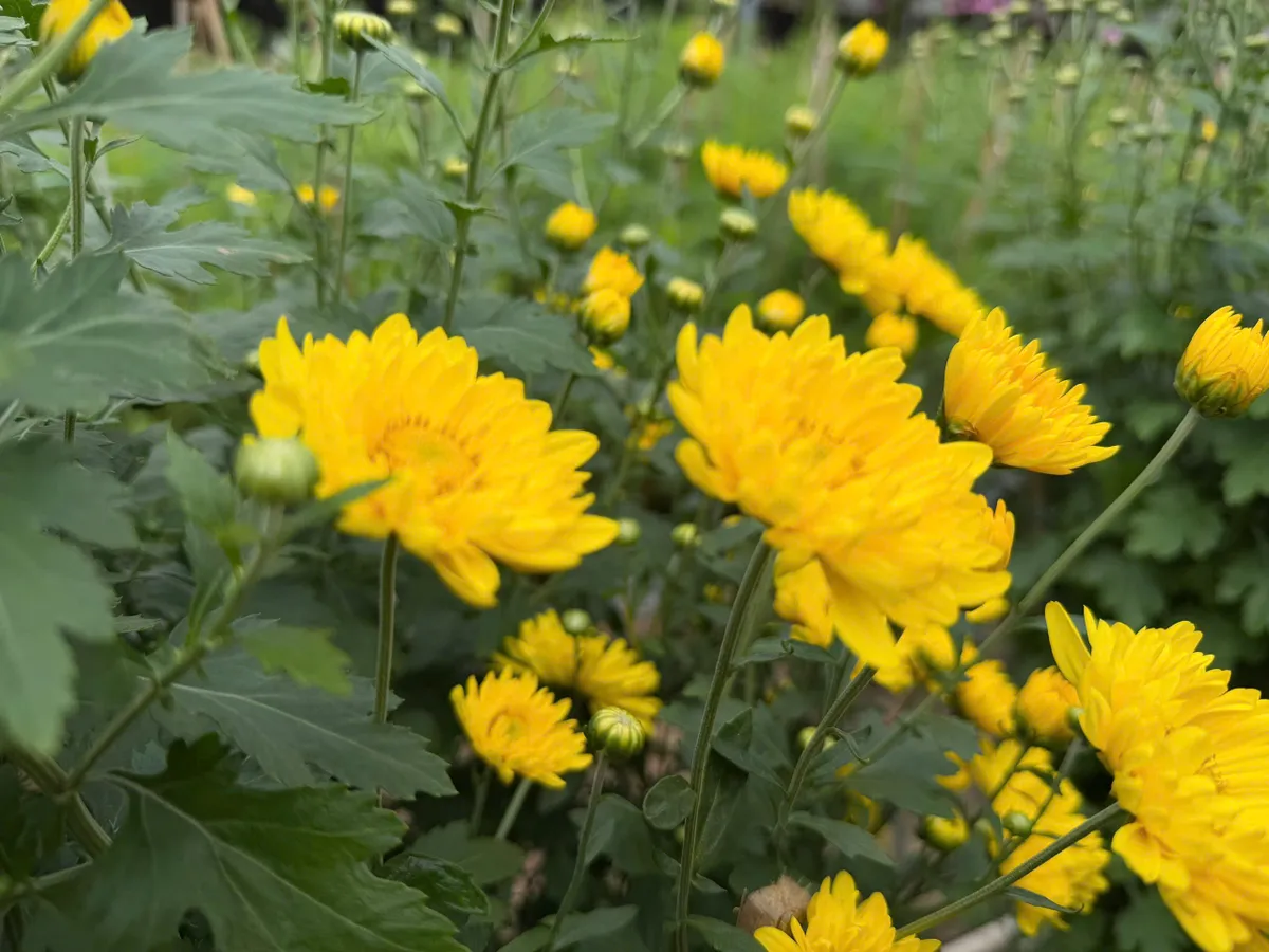 L&agrave;ng hoa v&ugrave;ng lũ đ&oacute;n năm mới - Ảnh 3.