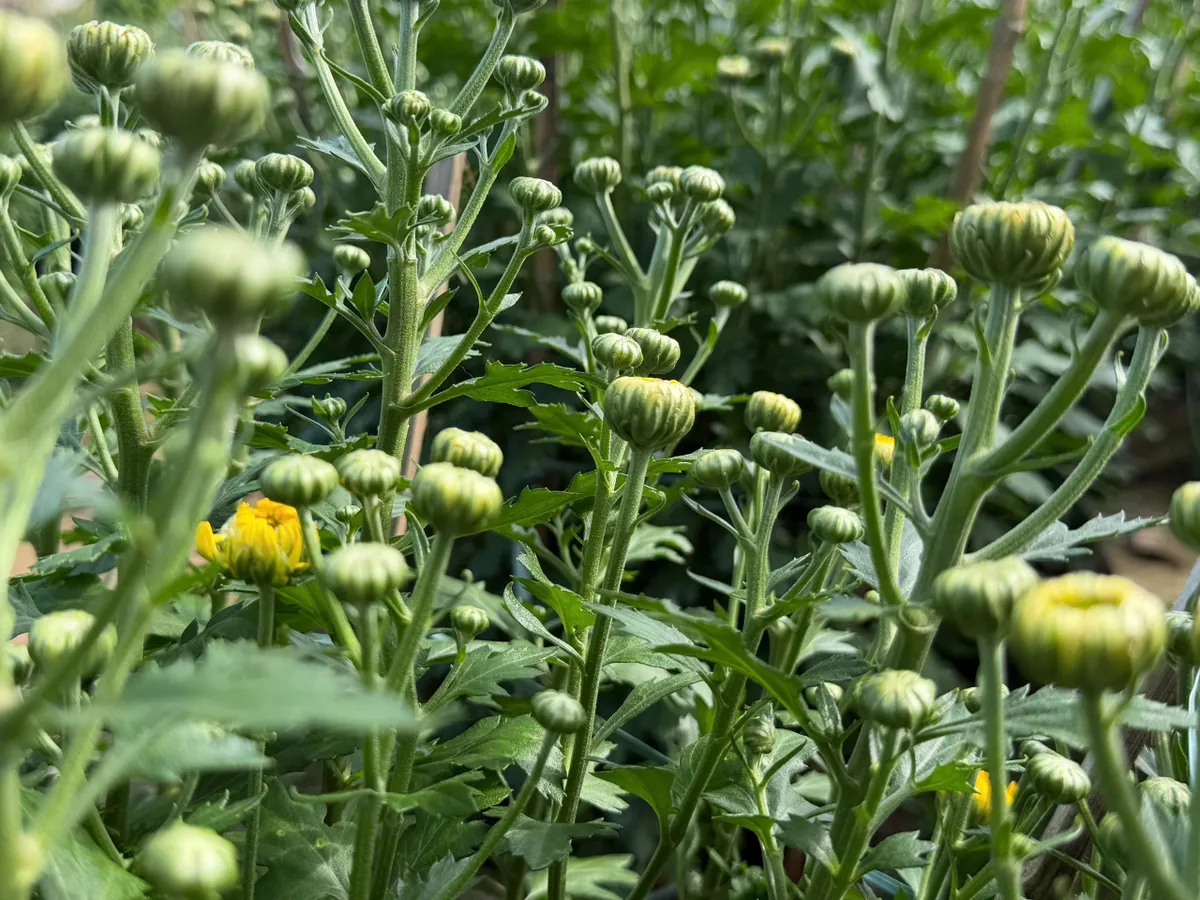 L&agrave;ng hoa v&ugrave;ng lũ đ&oacute;n năm mới - Ảnh 12.