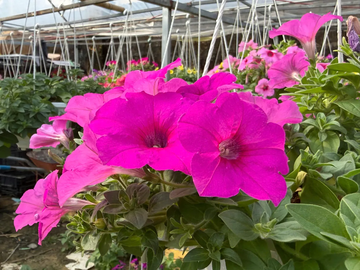 L&agrave;ng hoa v&ugrave;ng lũ đ&oacute;n năm mới - Ảnh 14.