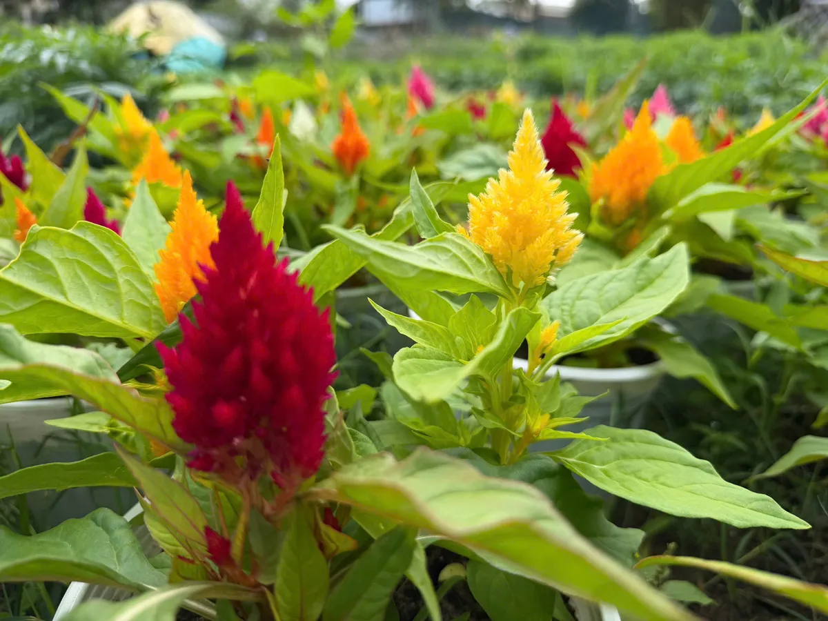 L&agrave;ng hoa v&ugrave;ng lũ đ&oacute;n năm mới - Ảnh 15.