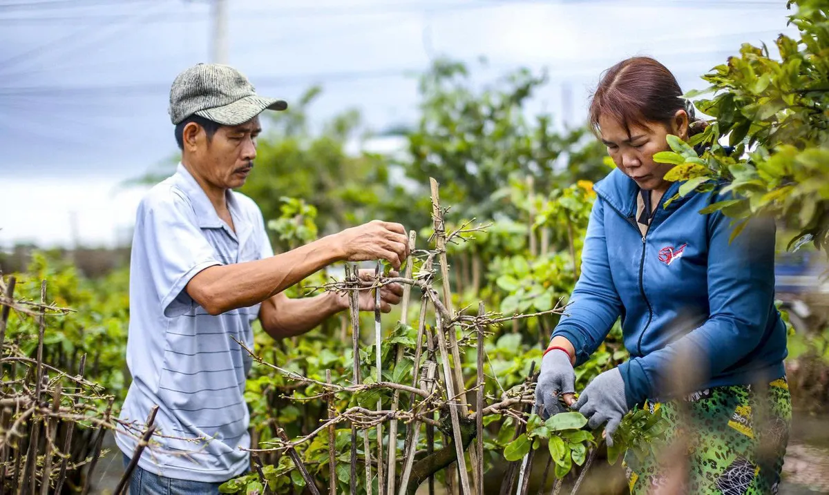 L&agrave;ng hoa v&ugrave;ng lũ đ&oacute;n năm mới - Ảnh 5.