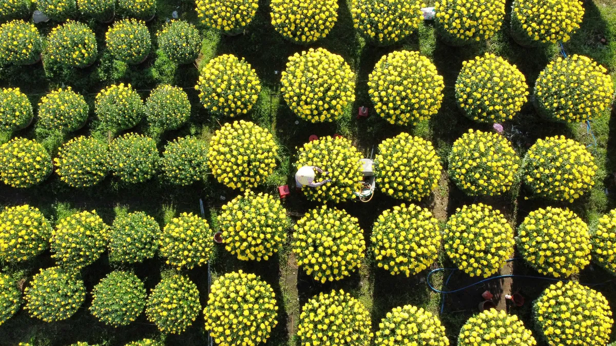 L&agrave;ng hoa v&ugrave;ng lũ đ&oacute;n năm mới - Ảnh 19.