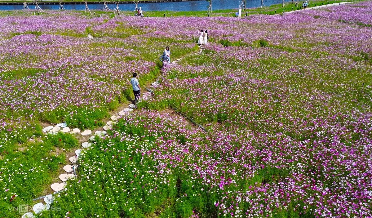 Đảo hoa rộng hơn 2,5 ha ở phường Tân Thành trở thành điểm du xuân hút khách tại Cà Mau- Ảnh 2. Đảo hoa rộng hơn 2,5 ha ở phường Tân Thành trở thành điểm du xuân hút khách tại Cà Mau- Ảnh 2.