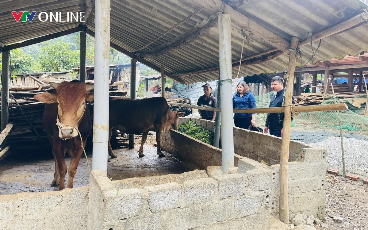 Lãnh đạo xã Thuận Hòa kiểm tra mô hình nuôi bò tại thôn Mịch B. Ảnh: Thu Biên