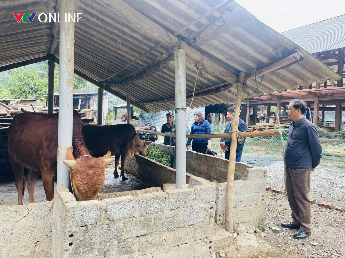 Thuận H&ograve;a (Tuy&ecirc;n Quang) định h&igrave;nh sinh kế từ b&ograve; v&agrave;ng H&rsquo;M&ocirc;ng - Ảnh 3.