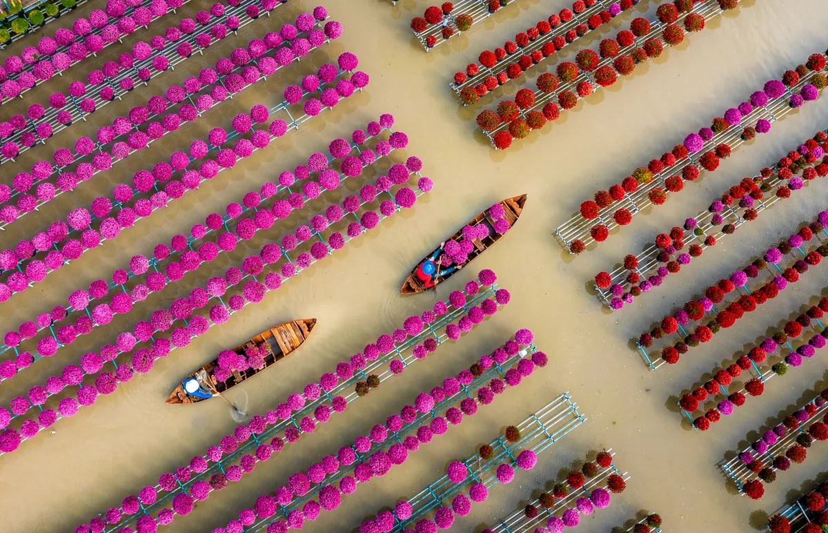 Xu&acirc;n tr&ecirc;n nghề hoa kiểng Sa Đ&eacute;c &ndash; một di sản sống giữa d&ograve;ng ph&ugrave; sa- Ảnh 2.