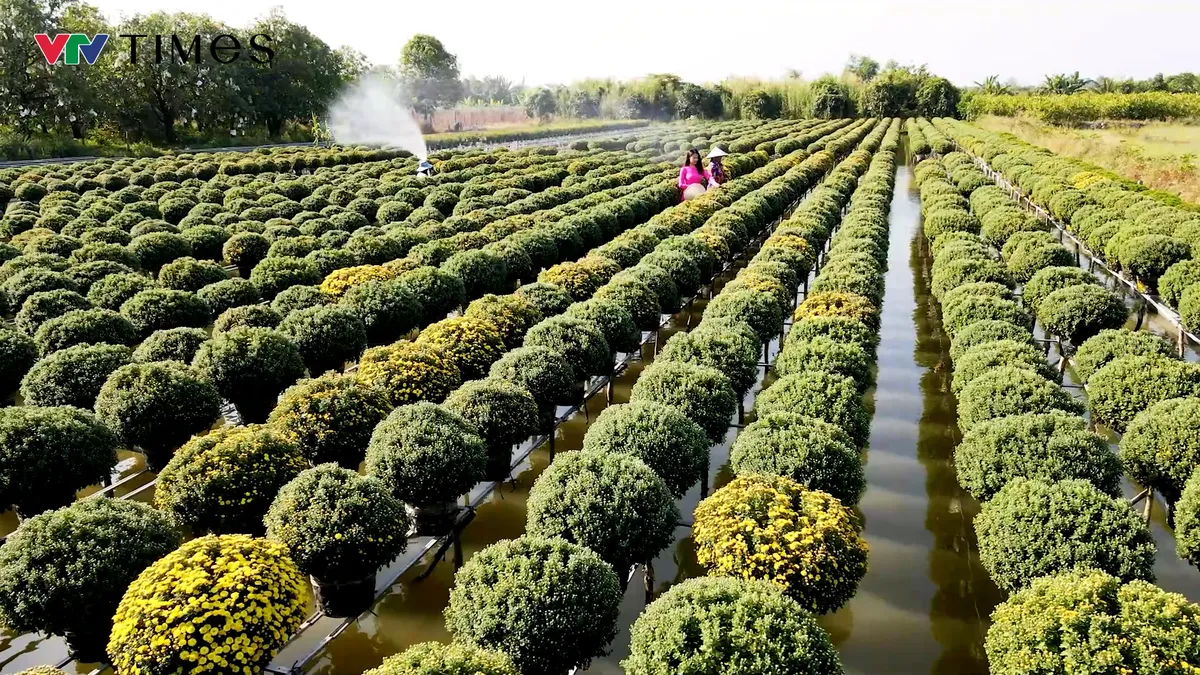 Xuân trên nghề hoa kiểng Sa Đéc – một di sản sống giữa dòng phù sa- Ảnh 5. Xuân trên nghề hoa kiểng Sa Đéc – một di sản sống giữa dòng phù sa- Ảnh 5.