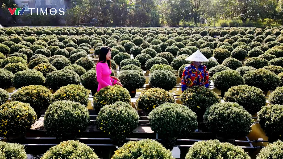 Xuân trên nghề hoa kiểng Sa Đéc – một di sản sống giữa dòng phù sa- Ảnh 3. Xuân trên nghề hoa kiểng Sa Đéc – một di sản sống giữa dòng phù sa- Ảnh 3.