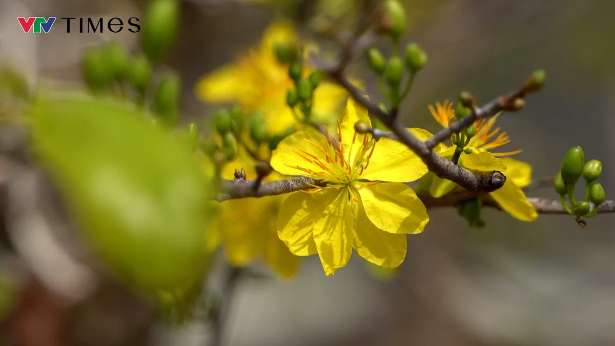Phước Định – nơi mai nở từ bàn tay người giữ Tết - Ảnh 1.