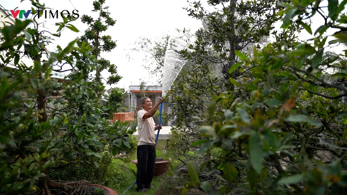 Phước Định – nơi mai nở từ bàn tay người giữ Tết - Ảnh 2.