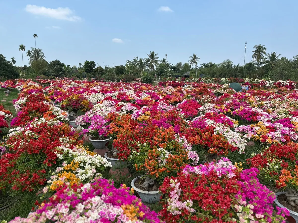 Chở xu&acirc;n về phố tr&ecirc;n s&oacute;ng VTV9 - Ảnh 9.