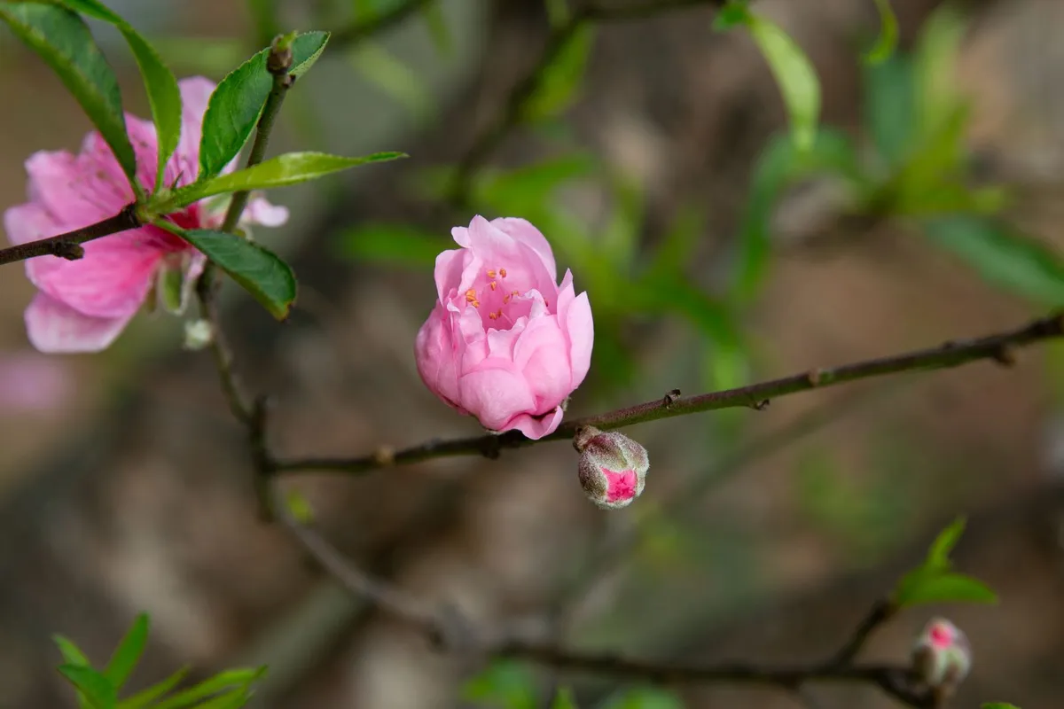 Mồng Ba Tết v&agrave; sứ mệnh g&igrave;n giữ ngọn lửa tr&iacute; tuệ của d&acirc;n tộc- Ảnh 1.