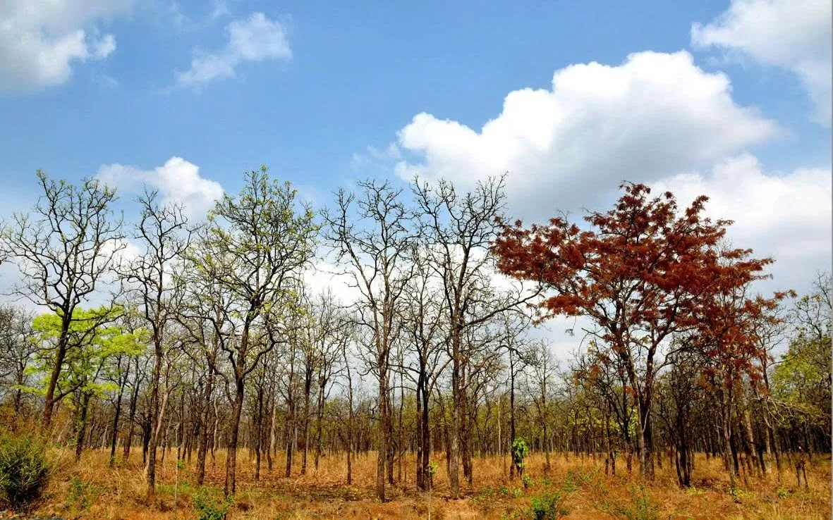 Mùa xuân về Yok Đôn.