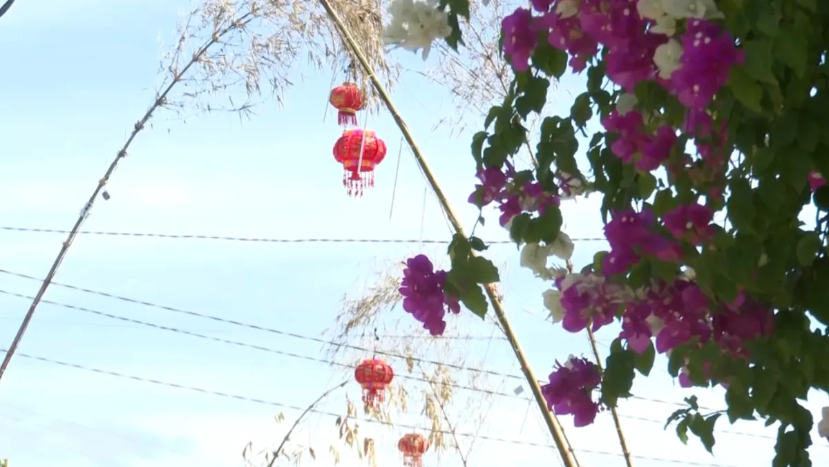 C&acirc;y n&ecirc;u ng&agrave;y Tết - Phong vị Tết Bắc giữa T&acirc;y Nguy&ecirc;n- Ảnh 2.