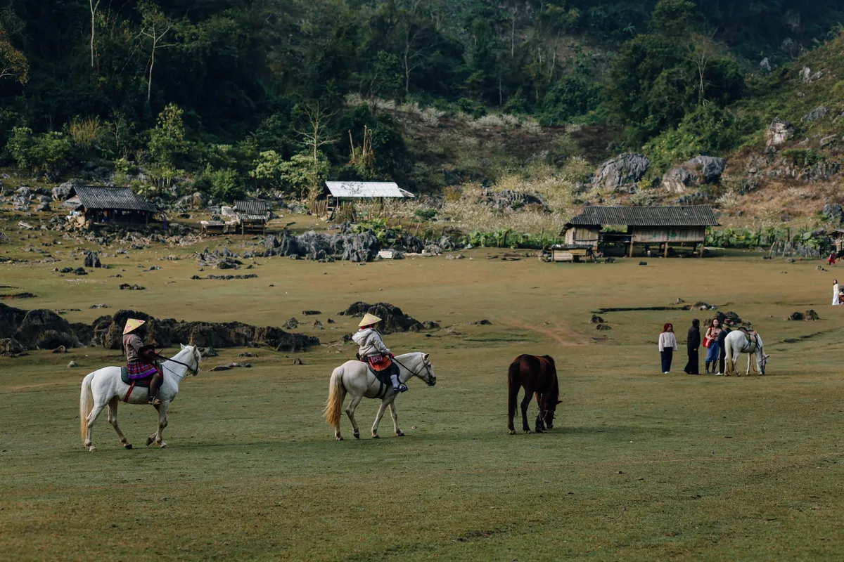 Về bản T&agrave; Số đ&oacute;n sắc xu&acirc;n dịu d&agrave;ng giữa cao nguy&ecirc;n Mộc Ch&acirc;u- Ảnh 1.