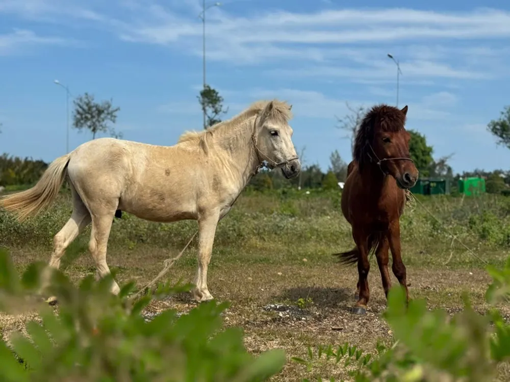 Giữ nhịp v&oacute; ngựa dưới ch&acirc;n n&uacute;i Thi&ecirc;n M&atilde;- Ảnh 1.