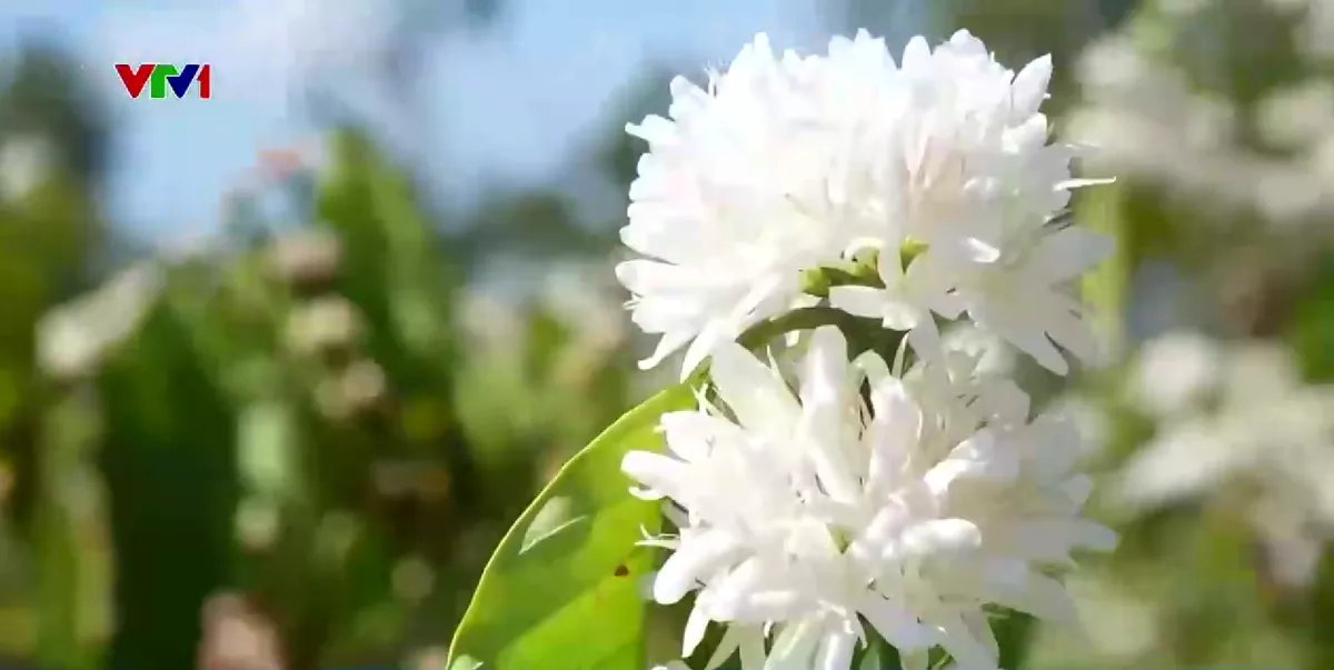 Du xu&acirc;n trong m&ugrave;a hoa c&agrave; ph&ecirc; - Ảnh 2.