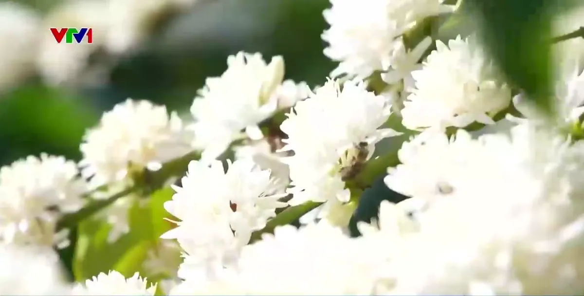 Du xu&acirc;n trong m&ugrave;a hoa c&agrave; ph&ecirc; - Ảnh 1.