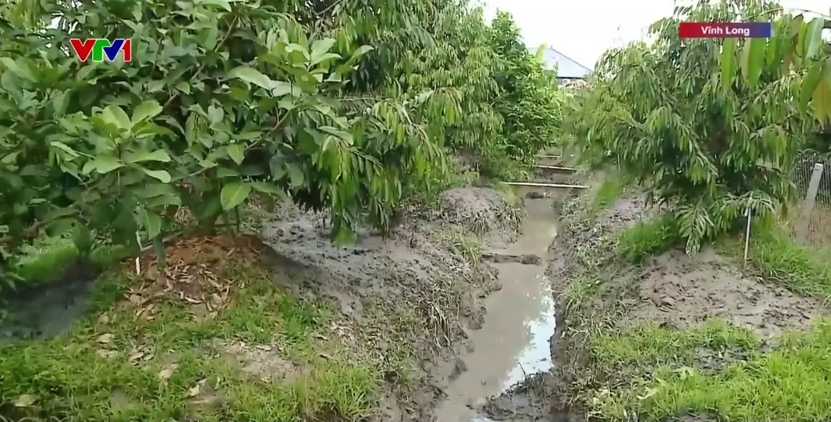 Khẩn trương ứng ph&oacute; x&acirc;m nhập mặn tại Vĩnh Long - Ảnh 2.