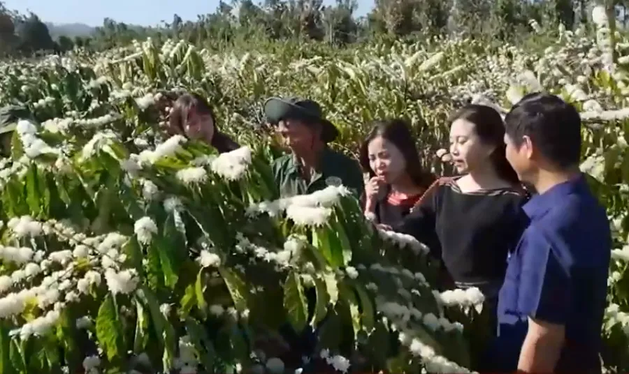 "Tuyết trắng" giữa đại ng&agrave;n: Du xu&acirc;n m&ugrave;a hoa c&agrave; ph&ecirc;- Ảnh 2.