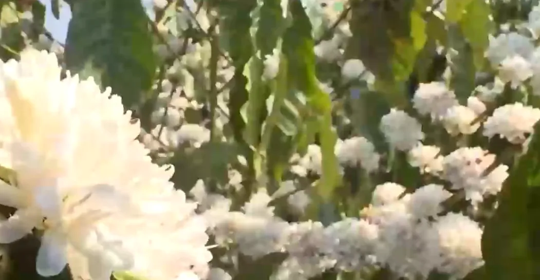 "Tuyết trắng" giữa đại ng&agrave;n: Du xu&acirc;n m&ugrave;a hoa c&agrave; ph&ecirc;- Ảnh 4.