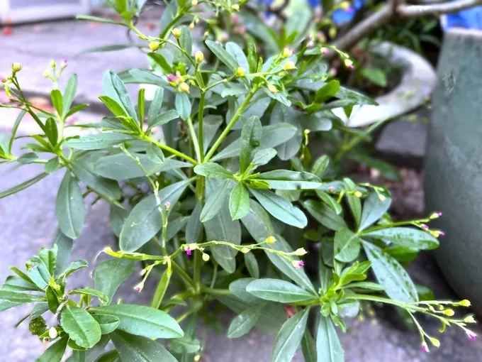 Rau s&acirc;m đất c&oacute; gi&uacute;p bổ gan, ngừa ung thư gan?- Ảnh 1.