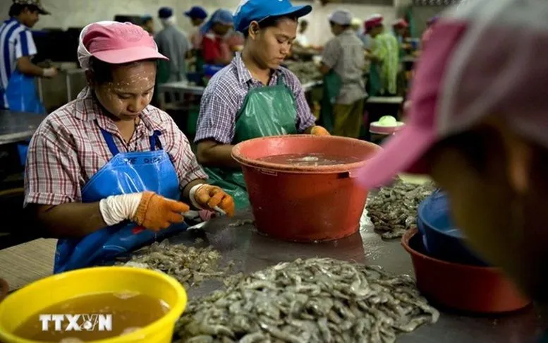 Người lao động nhập cư làm việc tại một nhà máy chế biến tôm ở Mahachai, ngoại ô Bangkok, Thái Lan. (Ảnh: AFP/TTXVN)