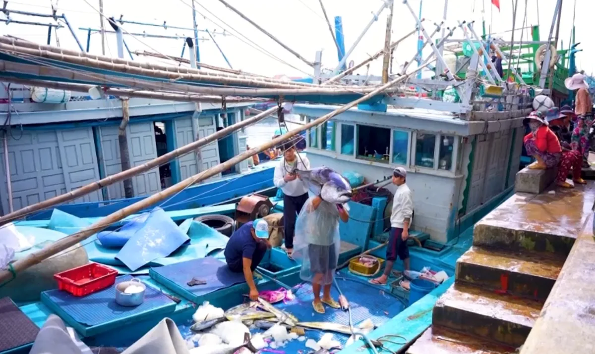 Hiện đại hóa nghề cá, hướng đến phát triển bền vững- Ảnh 4. Hiện đại hóa nghề cá, hướng đến phát triển bền vững- Ảnh 4.