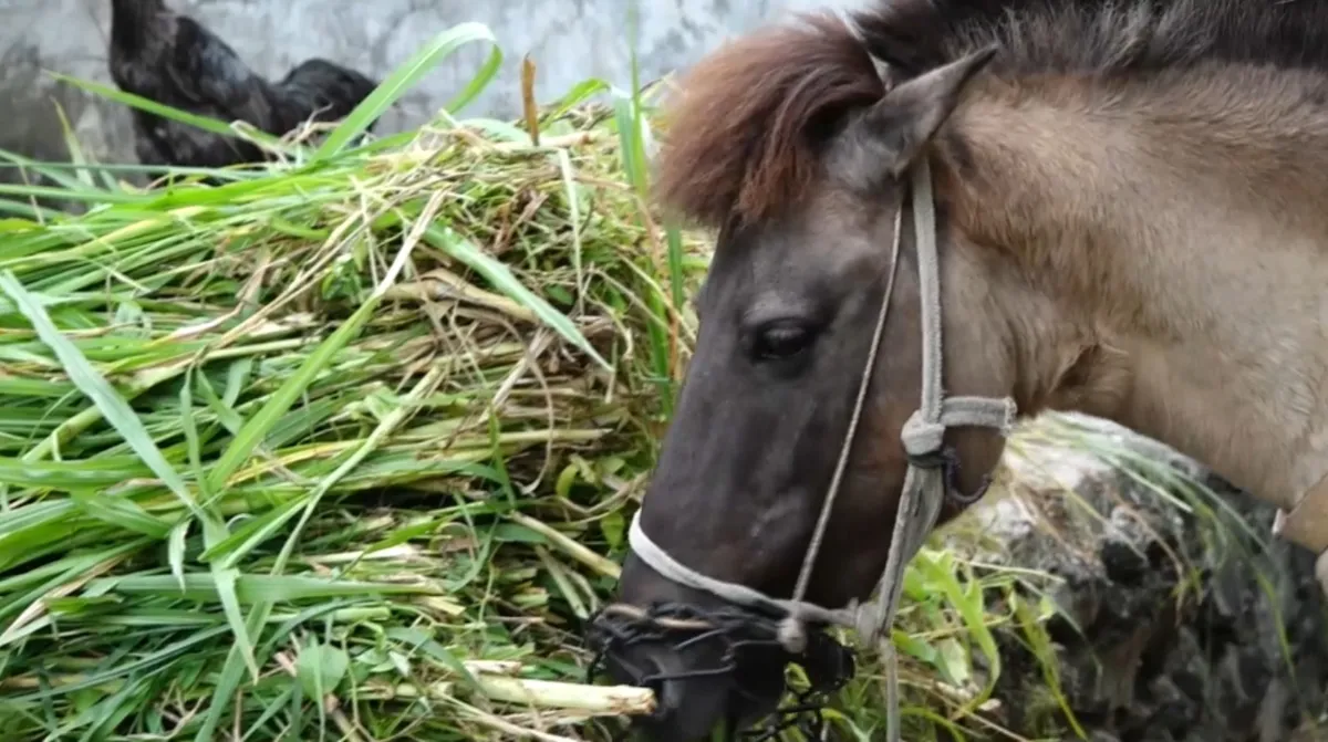 Ngựa thồ - Điểm tựa người d&acirc;n miền n&uacute;i- Ảnh 5.