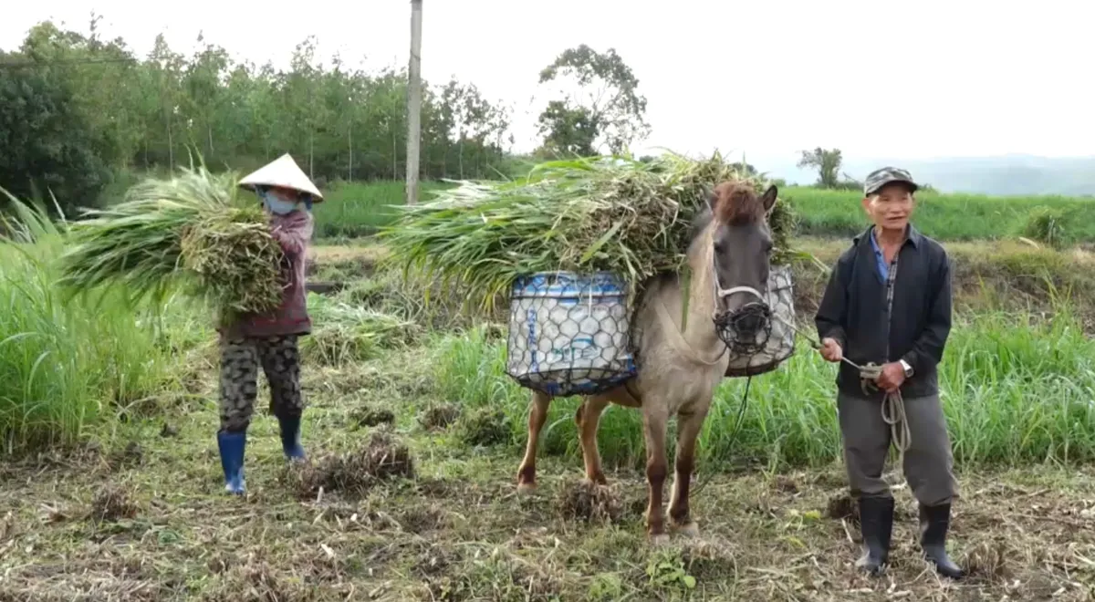 Ngựa thồ - Điểm tựa người d&acirc;n miền n&uacute;i- Ảnh 1.