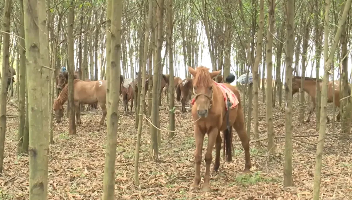 Ngựa thồ - Điểm tựa người d&acirc;n miền n&uacute;i- Ảnh 3.
