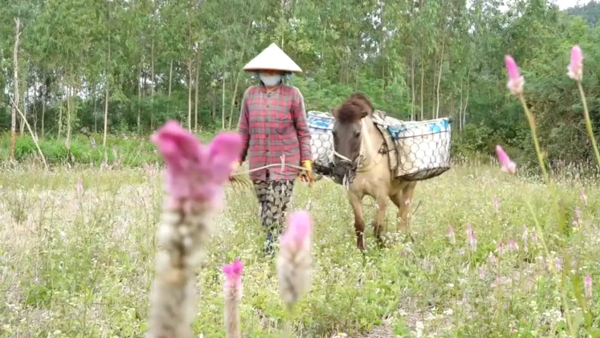 Ngựa thồ - Điểm tựa người d&acirc;n miền n&uacute;i- Ảnh 6.