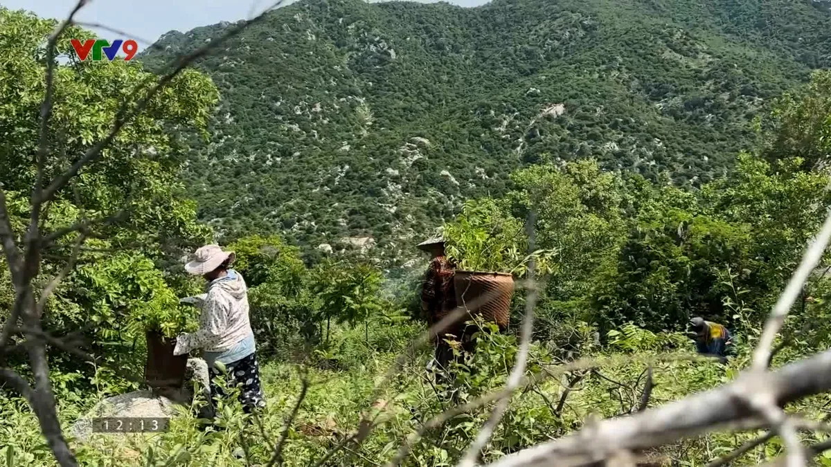 Cây rừng đẩy lùi sa mạc hóa