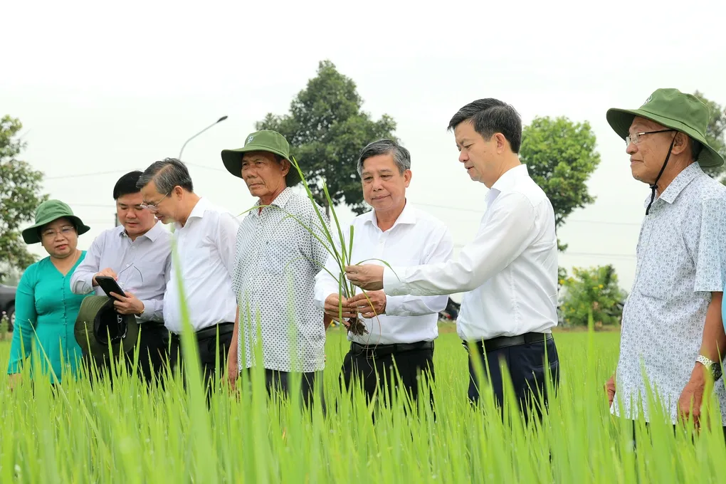 Lãnh đạo Cần Thơ lội ruộng thăm đồng ngày làm việc đầu Xuân Bính Ngọ 2026- Ảnh 1. Lãnh đạo Cần Thơ lội ruộng thăm đồng ngày làm việc đầu Xuân Bính Ngọ 2026- Ảnh 1.