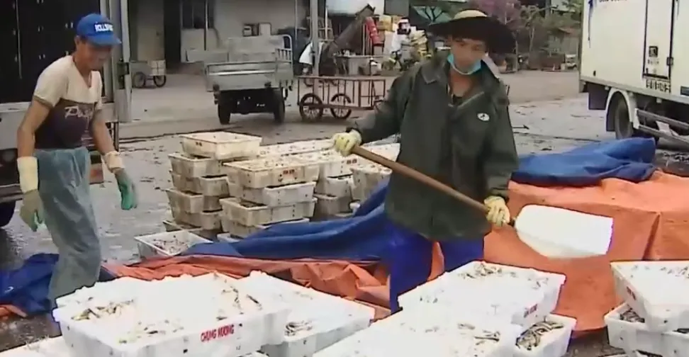 Ngư d&acirc;n Thanh H&oacute;a ra khơi, đ&oacute;n lộc biển- Ảnh 2.