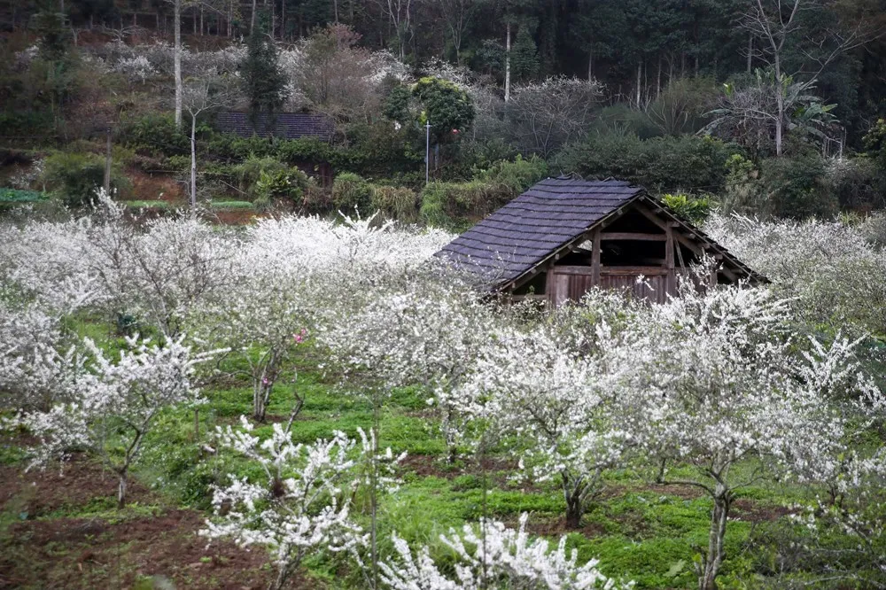 Đầu xuân Bính Ngọ 2026, du khách say mê sắc trắng hoa mận Bắc Hà- Ảnh 1. Đầu xuân Bính Ngọ 2026, du khách say mê sắc trắng hoa mận Bắc Hà- Ảnh 1.