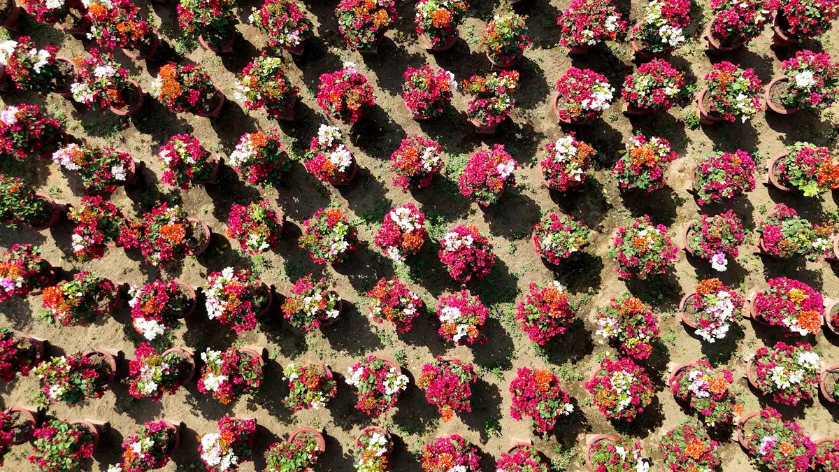 Nhạc sĩ Nguyễn Hải Phong v&agrave; hai con mở m&agrave;n &ldquo;Cha con vạn dặm&rdquo; bằng m&ugrave;a xu&acirc;n rực rỡ ở Ph&uacute; Sơn - Ảnh 1.