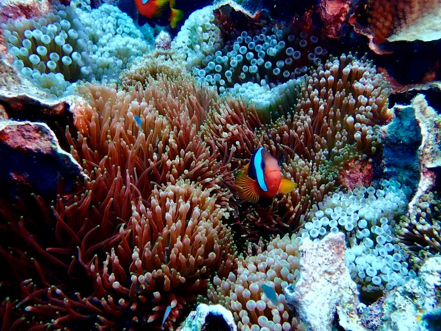 Ph&aacute;t hiện rạn san h&ocirc; lớn nhất thế giới ngo&agrave;i khơi Australia- Ảnh 2.