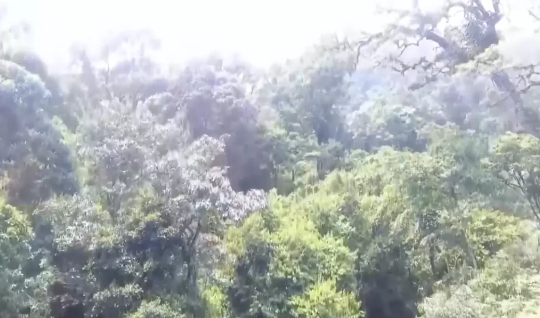 Chuẩn bị th&agrave;nh lập Trung t&acirc;m C&ocirc;ng nghiệp Dược liệu tại Đ&agrave; Nẵng- Ảnh 1.