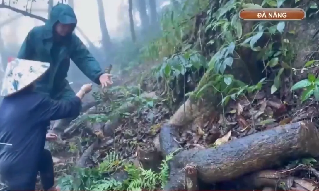 Chuẩn bị th&agrave;nh lập Trung t&acirc;m C&ocirc;ng nghiệp Dược liệu tại Đ&agrave; Nẵng- Ảnh 3.