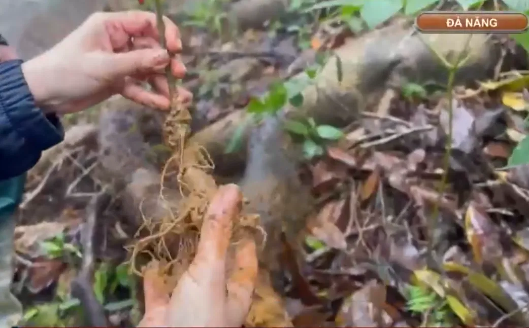 Chuẩn bị th&agrave;nh lập Trung t&acirc;m C&ocirc;ng nghiệp Dược liệu tại Đ&agrave; Nẵng- Ảnh 2.