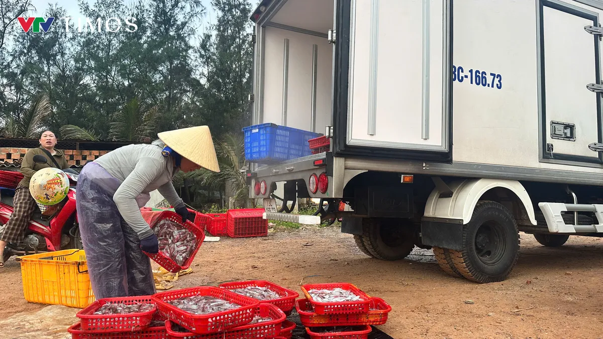 Ngư d&acirc;n phấn khởi khi tr&uacute;ng lộc biển đầu năm - Ảnh 3.